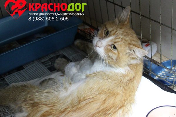 Не получается зайти на кракен