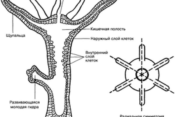 Kraken сайт зеркала